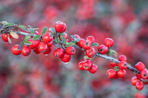 Fan-shaped cotoneaster (Cotoneaster horizontalis), Emsland, Lower Saxony, Germany