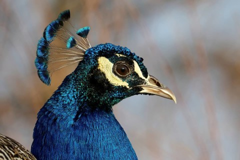 A detailed close-up of a peacock head highlights the vibrant blue feathers, elegant crest, and