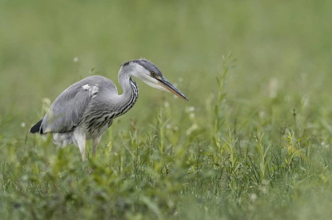 Grey Heron (Ardea cinerea), Thuringia, Germany