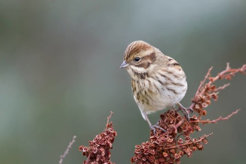 Reed Bunting - Rohrammer - Emberiza schoeniclus ssp. schoeniclus, Germany