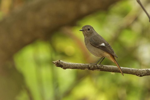 Daurian Redstart (Phoenicurus auroreus) female, Doi Lang, Thailand