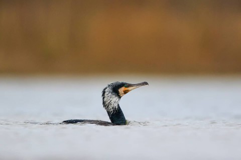 Great Cormorant (Phalacrocorax carbo), North Rhine-Westphalia, Germany