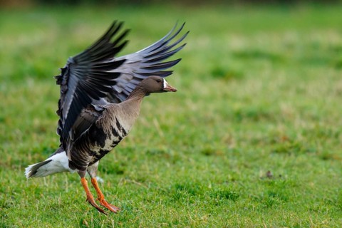 Greater White-fronted Goose (Anser albifrons) flying, North Rhine-Westphalia, Germany