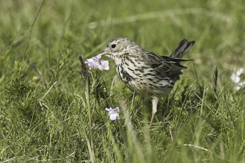 Meadow Pipit (Anthus pratensis), Iceland