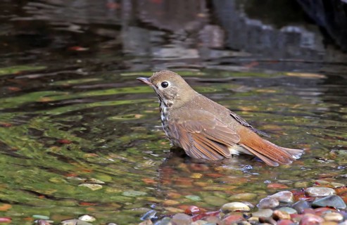 Hermit Thrush, Catharus guttatus, bathing in a backyard pond in Saskatoon, Saskatchewan, Canada