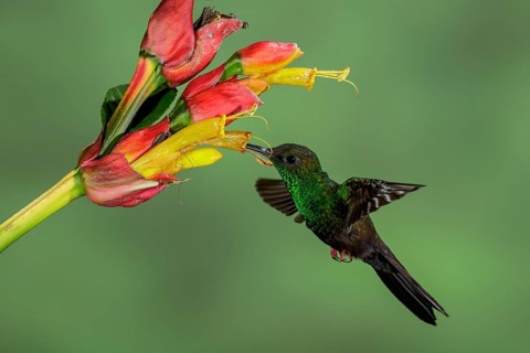 Bronze-tailed Plumeleteer (Chalybura urochrysia) perched on a branch in Costa Rica