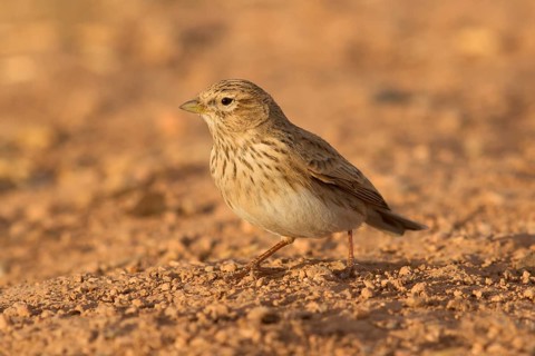 Lesser Short-toed Lark (Alaudala rufescens), Morocco