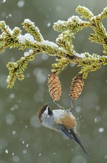 Boreal Chickadee (Poecile hudsonicus), Alaska, USA