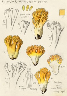 Mushroom, fungus, Golden yellow coral, Ramaria aurea, syn. Clavaria aurea, authentic reproduction