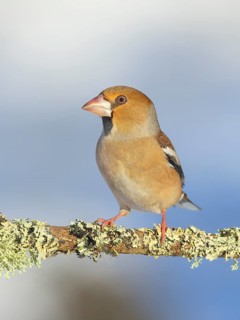 Hawfinch (Coccothraustes coccothraustes), female, sitting on a lichen-covered branch, Wildlife,