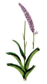 Orchis pyramidalis, Anacamptis pyramidalis, Pyramidal Dogbane, digital reproduction of a historical
