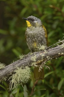 Yellow-throated Honeyeater (Nesoptilotis flavicollis), Tasmania, Australia