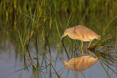 Squacco heron, heron, animals, birds, biotope, foraging, (Ardeola ralloides), Lesbos, Greece