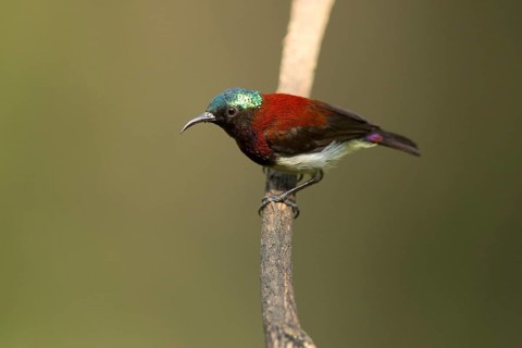 Crimson-backed Sunbird (Leptocoma minima) male, Kerala, India