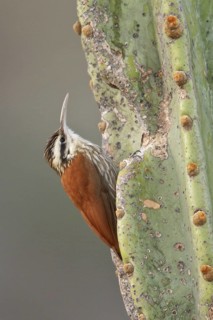 Narrow-billed Woodcreeper (Lepidocolaptes angustirostris) perched on a cactus in Bolivia, South