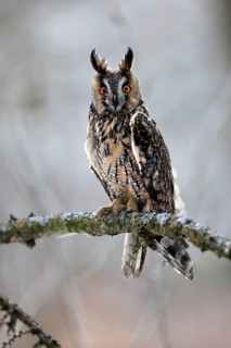 Long-eared owl (Asio otus), adult, perch, winter, snow, alert, Bohemian Forest, Czech Republic