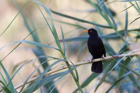 Eurasian Blackbird - Amsel - Turdus merula ssp. mauretanicus, Morocco, adult male