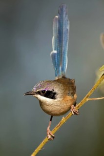 Purple-crowned Fairywren (Malurus coronatus) male, Western Australia, Australia
