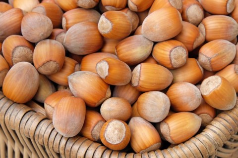 Hazelnut (Corylus 'Lange Zellernuss')