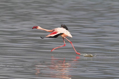Lesser Flamingo (Phoeniconaias minor) taking flight, Lake Bogoria, Kenya