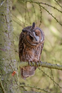 Long eared owl (Asio otus) adult bird on a pine tree branch in a woodland, England, United Kingdom