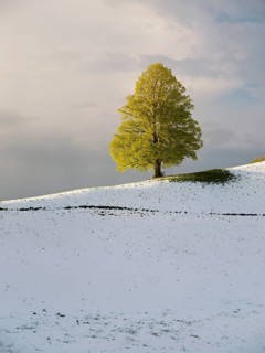 Solitary tree, lime tree (Tilia), standing on a snow-covered hill during leaf emergence, Neuheim,