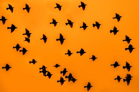 European starling murmuration, large flock of common starlings (Sturnus vulgaris) in flight