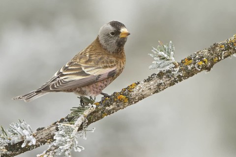 Grey-crowned Rosy Finch (Leucosticte tephrocotis), New Mexico, USA