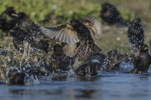 Common Starling (Sturnus vulgaris) bathing, Schleswig-Holstein, Germany