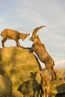 Two ibex (Capra ibex), a male and a female, play on a rock in the last light of the day