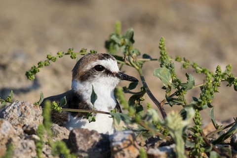 Kentish Plover (Charadrius alexandrinus) male incubating eggs, Lesvos, Greece