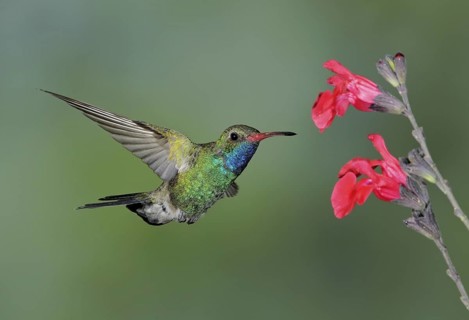 Broad-billed Hummingbird Male (Cynanthus latirostris) - Green Valley, Arizona