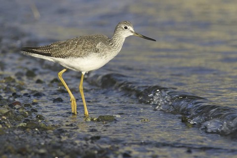 Greater Yellowlegs (Tringa melanoleuca), British Columbia, Canada