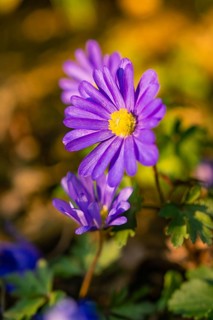 Purple flowers with yellow centre in sunlight