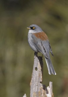 Yellow-eyed Junco (Junco phaeonotus), Arizona, USA