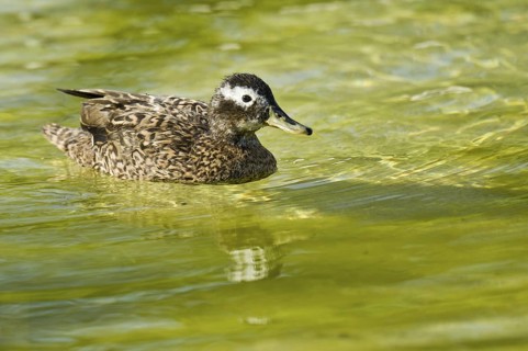 Laysan Duck (Anas laysanensis), Hawaii