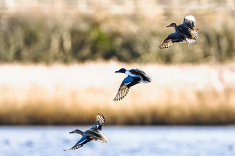 Northern Shoveler, Spatula clypeata, birds in flight over marshes, Devon, England, United Kingdom