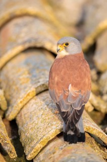 Lesser Kestrel (Falco naumanni) male on a roof, Castile-La Mancha, Spain