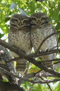 Spotted Owlet (Athene brama) pair, India