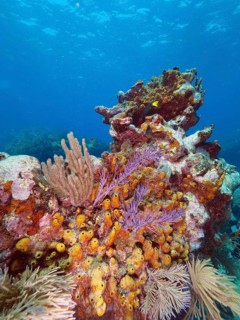 Vibrant coral landscape with diverse marine sponges, bundle tube sponge (Agelas wiedenmayeri),