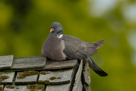 Wood pigeon (Columba palumbus) adult garden bird sleeping on a shed roof, Suffolk, England, United