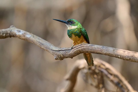 A colourful bird with muted plumage sits on a branch in a natural environment, Rufous-tailed
