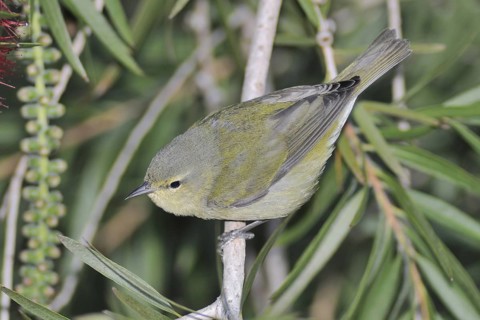 Tennessee Warbler (Leiothlypis peregrina) male, Guatemala
