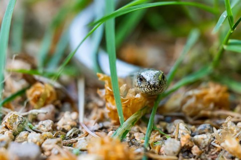 Common slow worm (Anguis fragilis) on the ground, Bavaria, Germany
