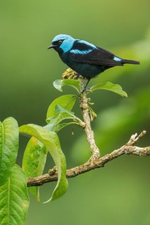 Scarlet-thighed Dacnis (Dacnis venusta) perched on a branch in Costa Rica