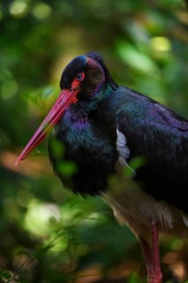 Black stork (Ciconia nigra), male, captive