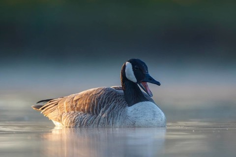 Canada Goose (Branta canadensis), North Rhine-Westphalia, Germany