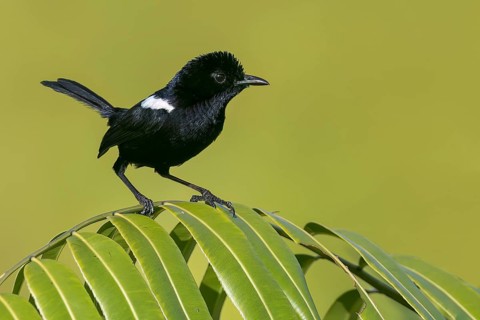 White-shouldered Fairywren (Malurus alboscapulatus) perched on a branch in Papua New Guinea