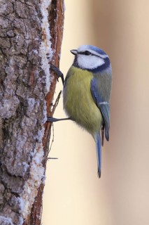 Eurasian Blue Tit (Cyanistes caeruleus), Baden-Wuerttemberg, Germany