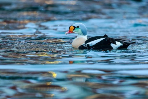 King Eider (Somateria spectabilis) male, Finnmark, Norway